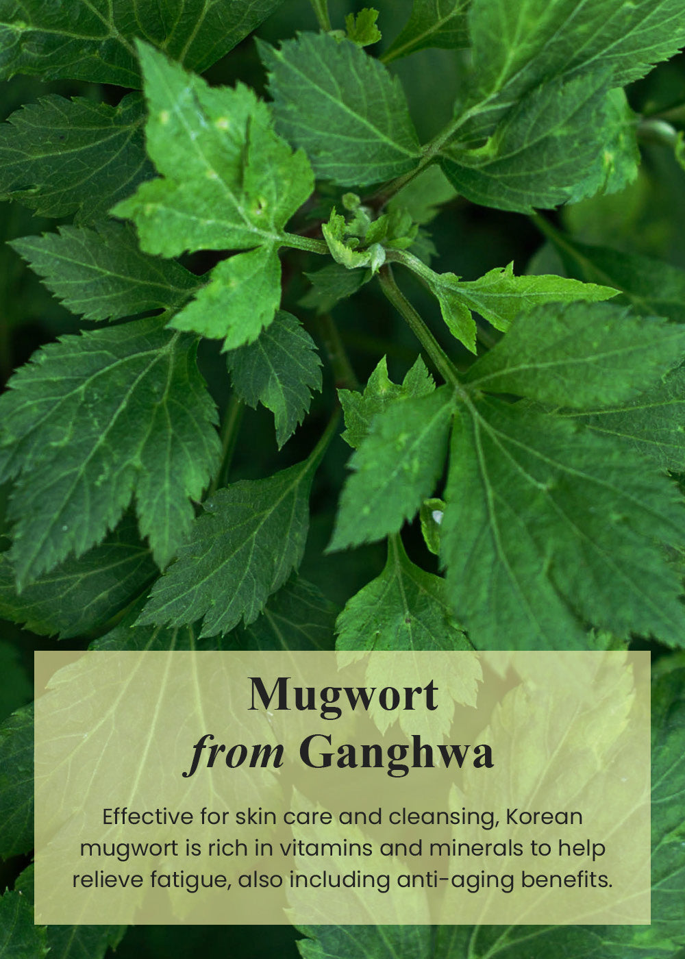 IM From - Mugwort Mask 30g